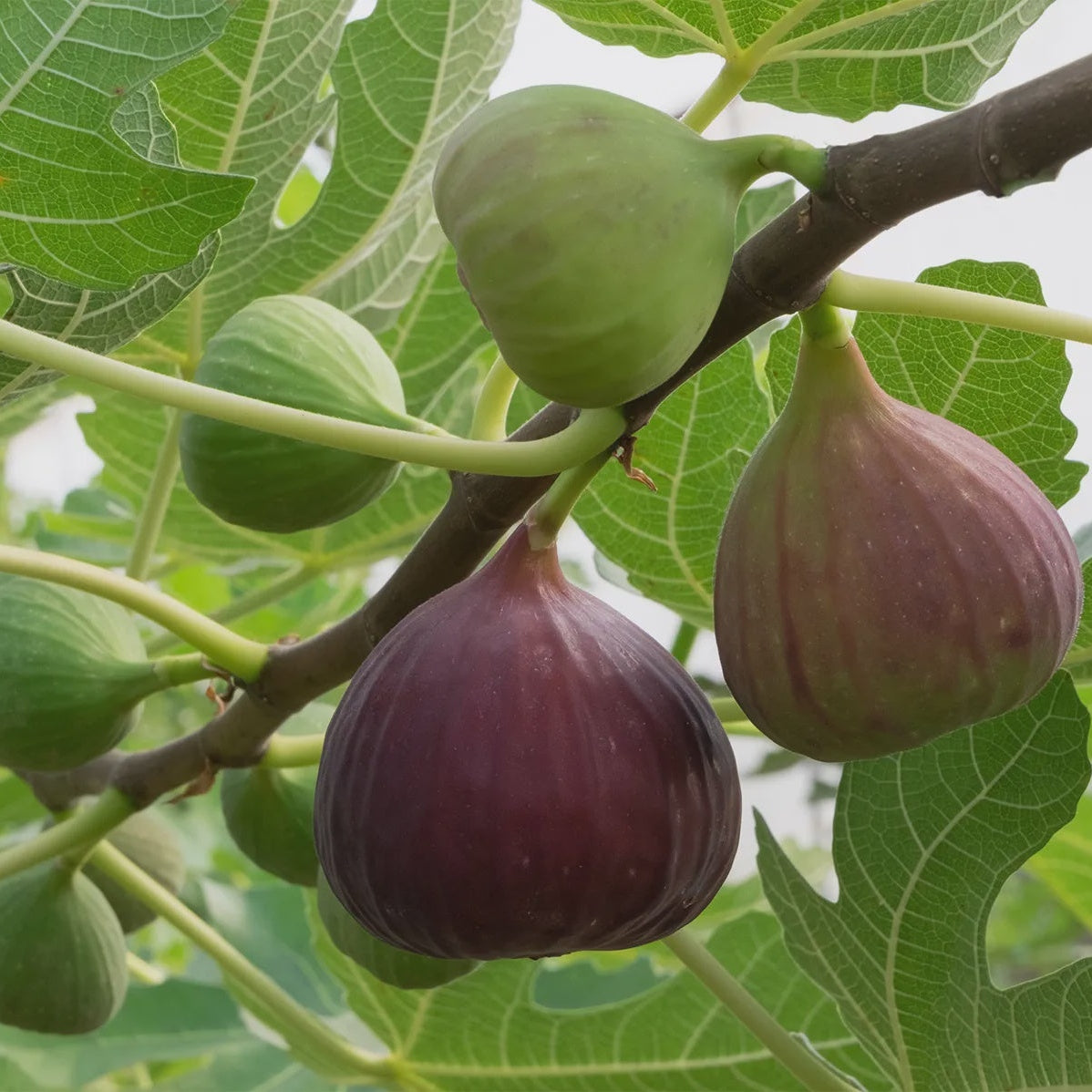 Fig Tree Lee & Maria's
