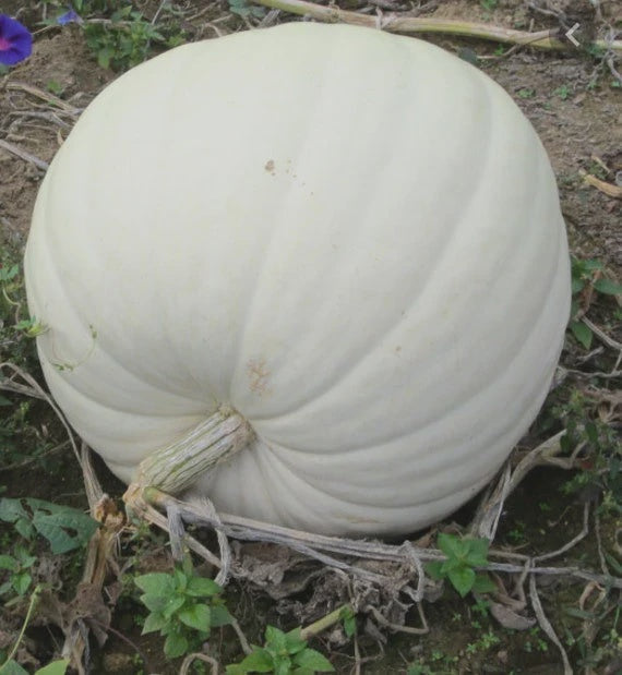 Polar Bear Pumpkins