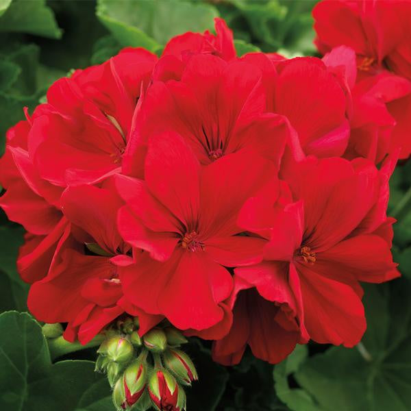 Geranium Calliope Dark Red - 10" Pot