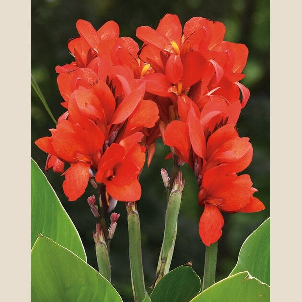 Canna Lily Toucan Scarlet - 14" Deck Pot