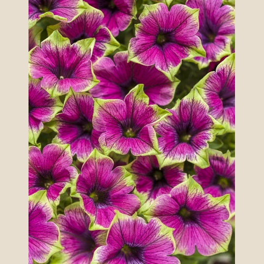 Supertunia Picasso in Purple