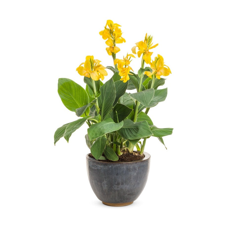 Canna Lily Toucan Yellow - 14" Deck Pot