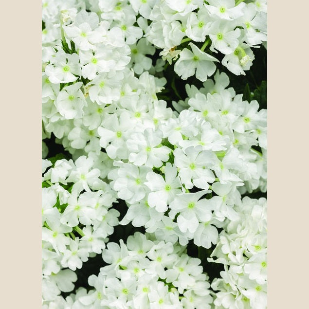 Superbena Whiteout