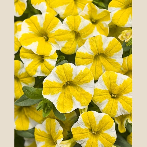 Superbells Lemon Slice