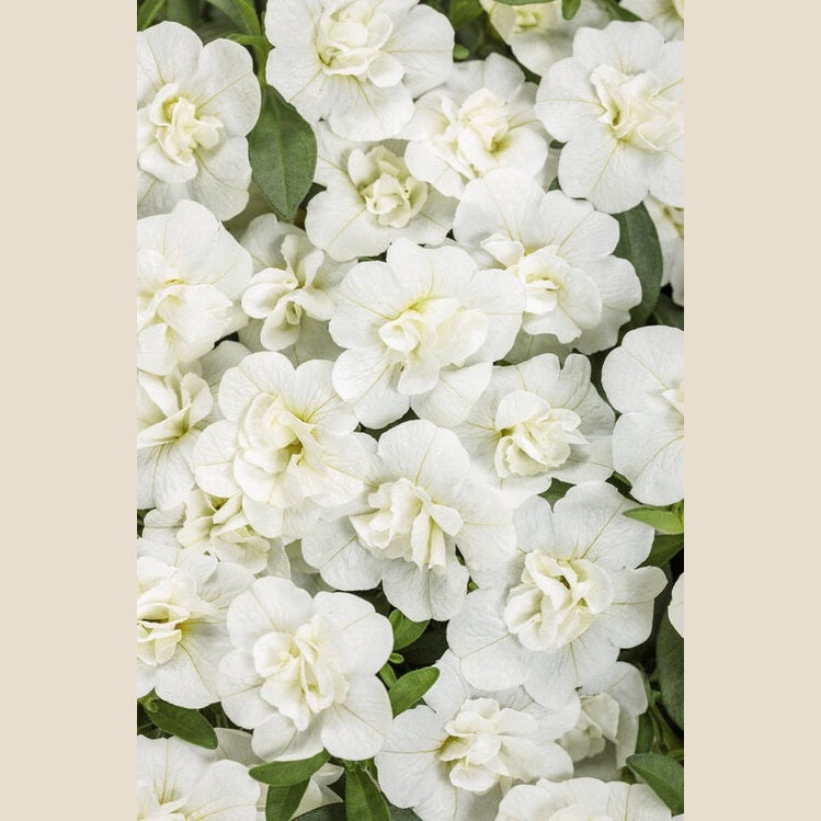 Superbells Double White