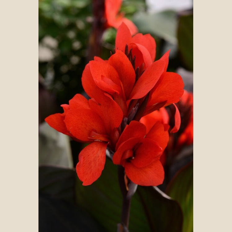 Canna Lily Bronze Scarlet - 14" Deck Pot