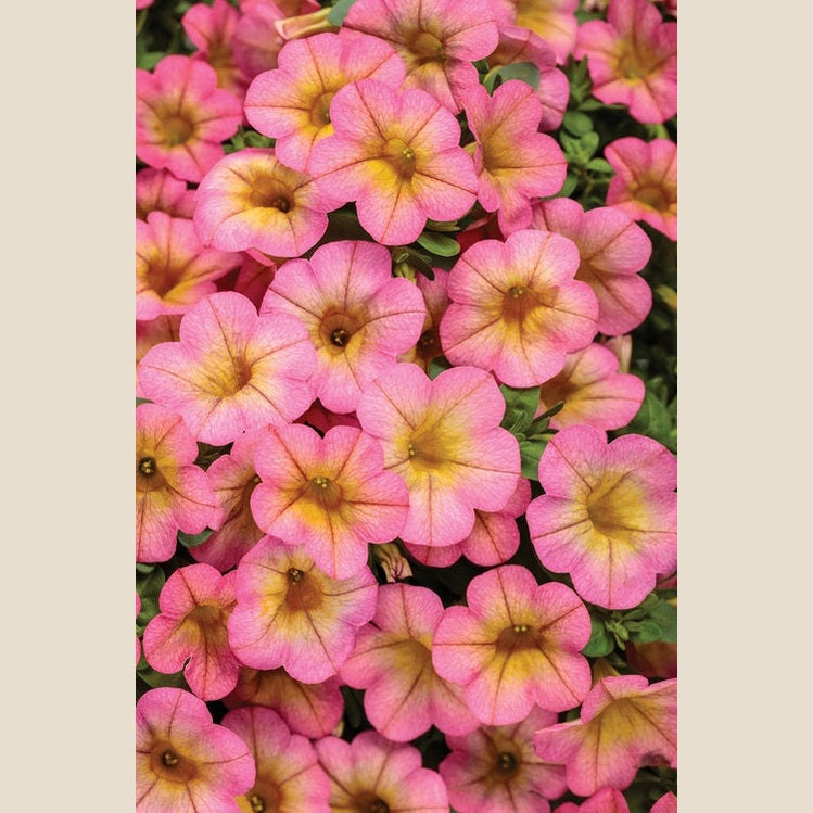 Superbells Honeyberry