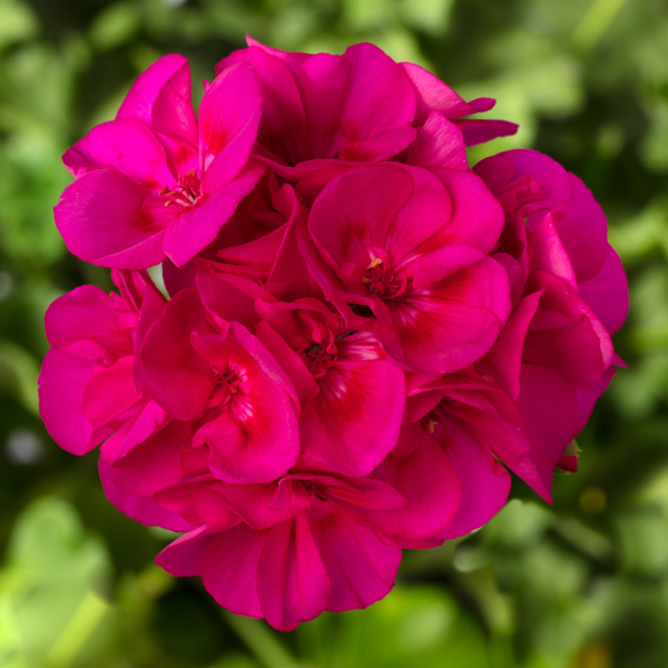 Geranium Calliope Bright Rose - 10" Pot