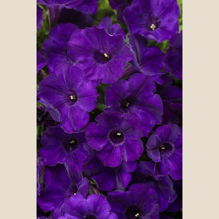 Supertunia Royal Velvet
