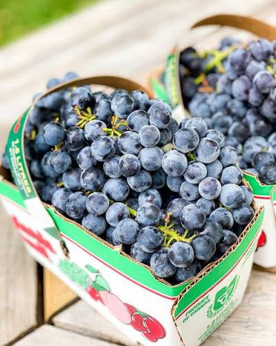 Blue Grapes 1.5L Barraco Vineyards