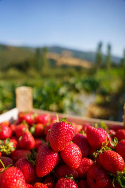 Field Strawberries Not specified