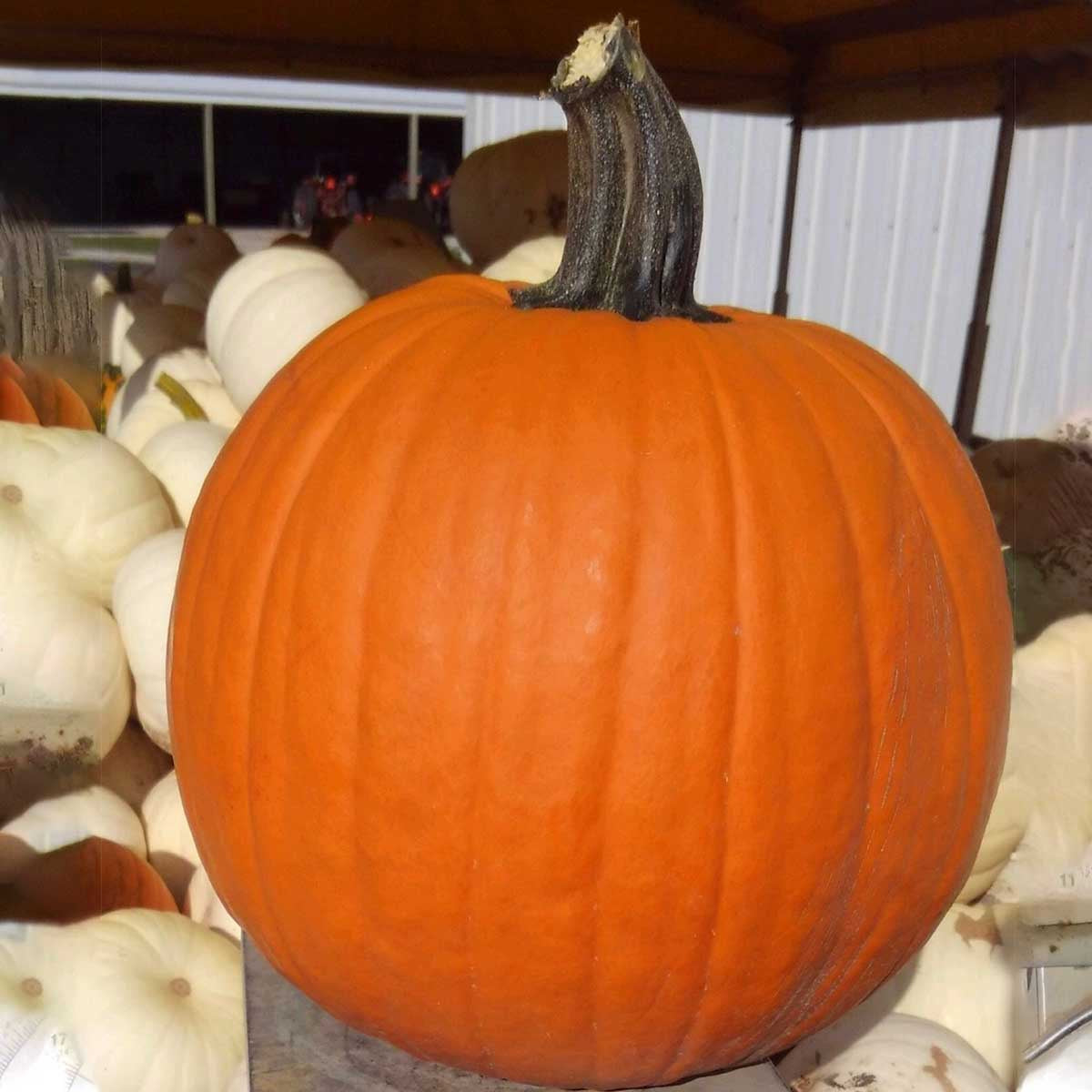 Medium Pumpkins