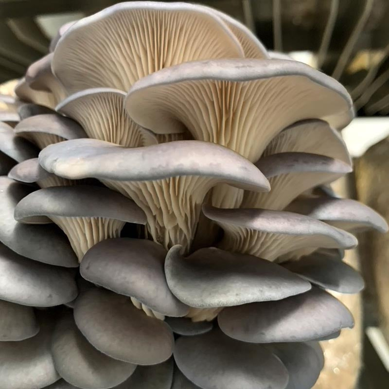 Oyster Mushrooms per LB Not specified