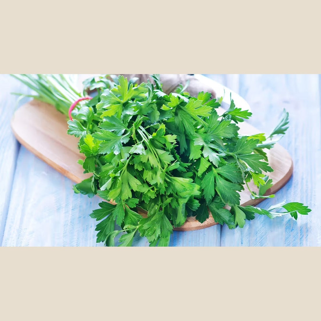 3" Parsley Lee & Maria's