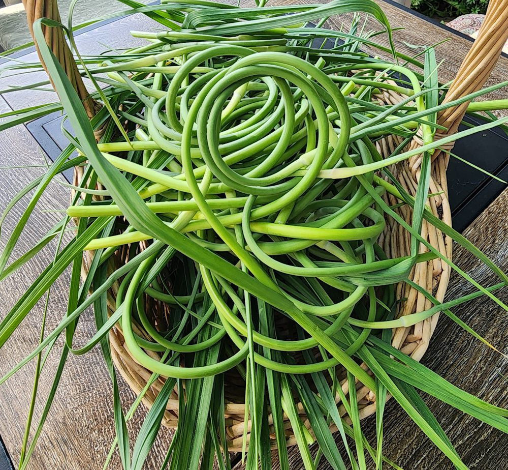 Garlic Scapes, 1lb Bag