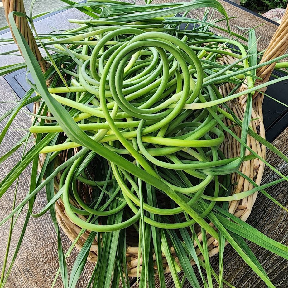 Garlic Scapes, 1lb Bag Lee & Maria's