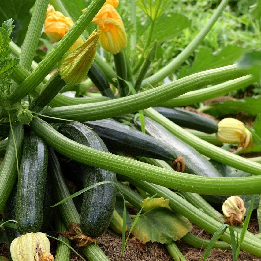 4 pk, Green Zucchini Plant Lee & Maria's