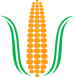 Large corn cob