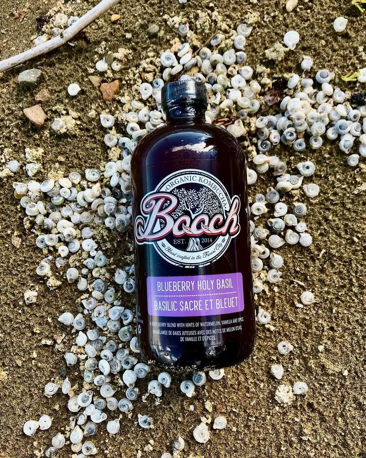 Boock Kombucha Blueberry Holy Basil