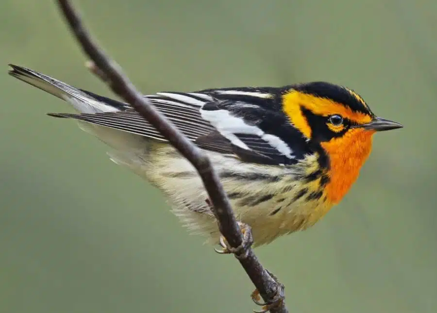 Blackburnian Warbler photo